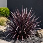 Ľanovník novozélandský (Phormium Tenax) ‘PLATT'S BLACK’ - výška 30-40 cm, kont. C3L